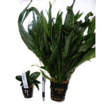 Plantas madres XL