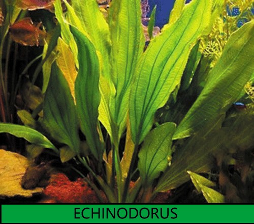 Echinodorus