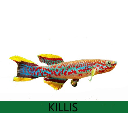 Killis