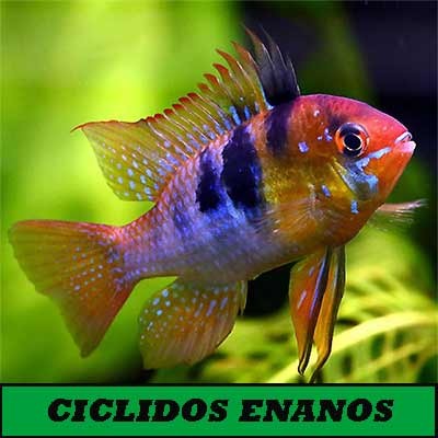 Ciclidos enanos