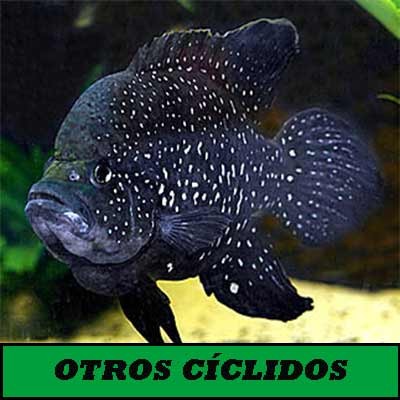 Otros ciclidos africanos