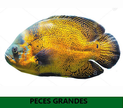 Peces grandes