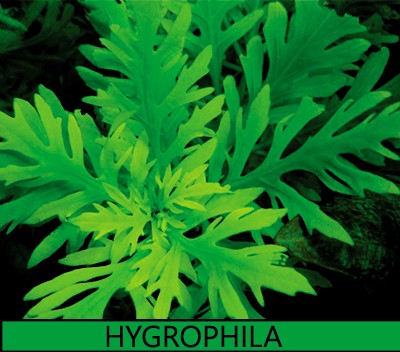 Hygrophila