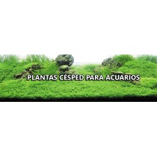 Plantas cesped acuarios