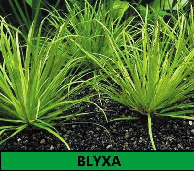 Blyxa