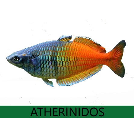 Atherinidos-peces arcoiris