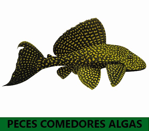 Peces comedores de algas