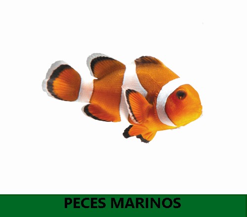 nadar El aparato Cooperativa Peces Acuario. Venta de peces tropicales de agua dulce. | Plantiber