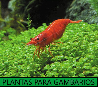 plantas miniacuarios-gambarios