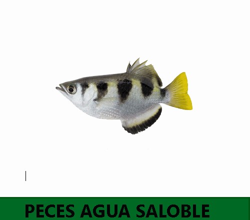 Peces agua salobre