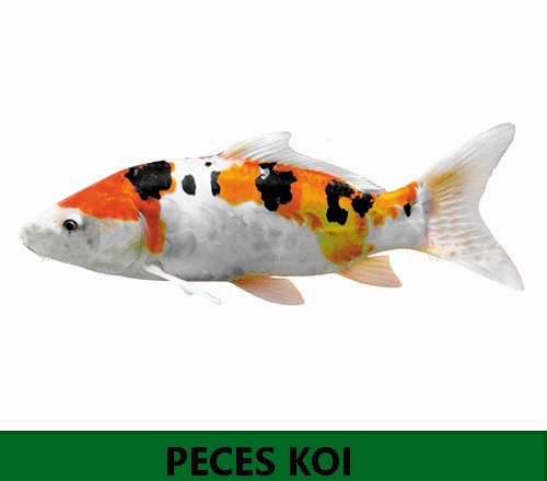 Peces KOIS