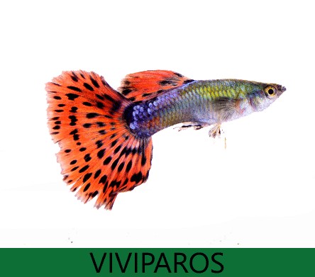 Viviparos, Guppys, mollys,platy