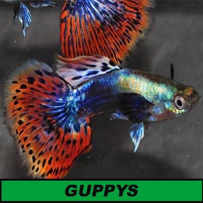 Guppys