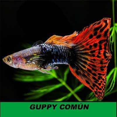 Guppy comun