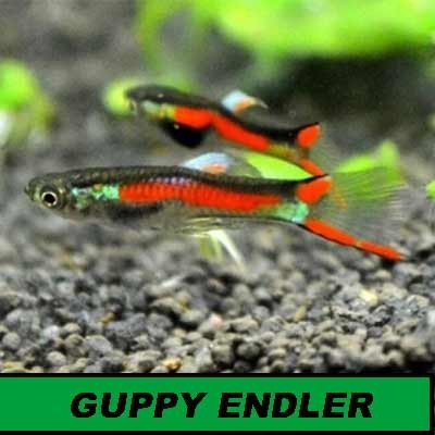 Gyppy endlers
