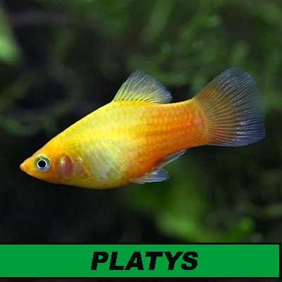 Platys