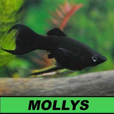 Mollys