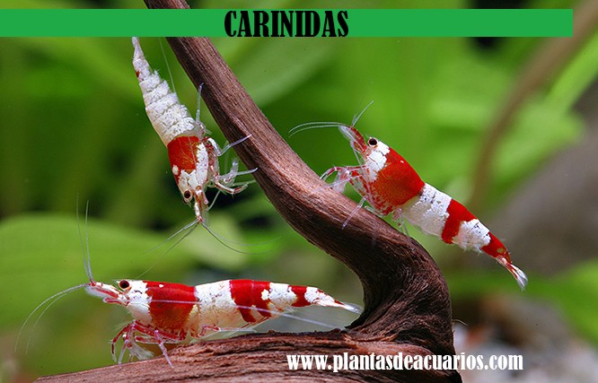 Caridinas