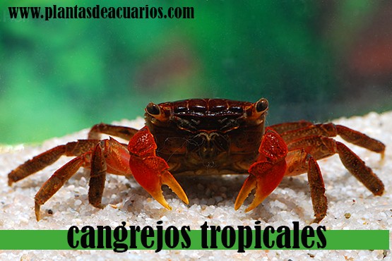 Cangrejos