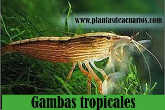 Otras gambas tropicales