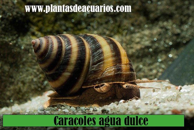 Caracoles