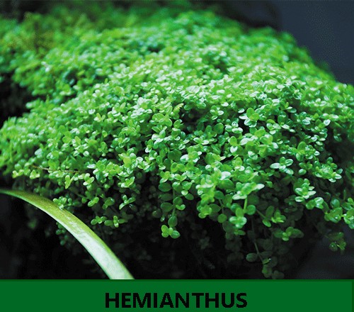 Hemianthus