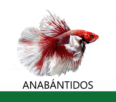 Anabántidos (bettas, colisas,..