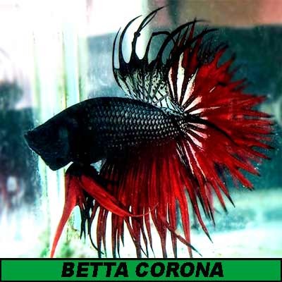 Betta corona