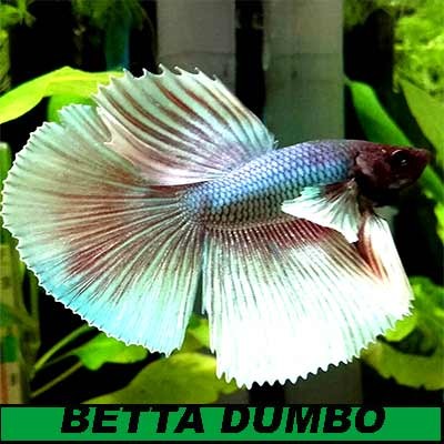 Betta Dumbo