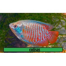 Colisa