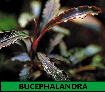 Bucephalandras
