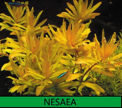 NESAEA