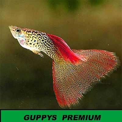 Guppys Nuevas líneas