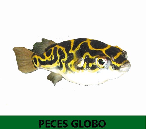 Peces globo