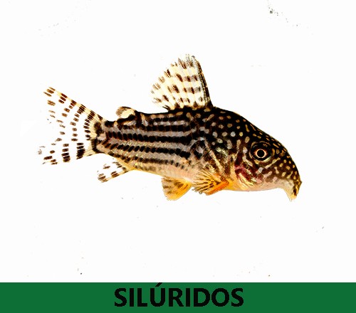 Siluridos