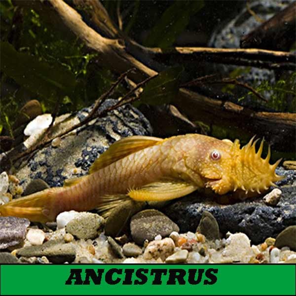 Ancistrus