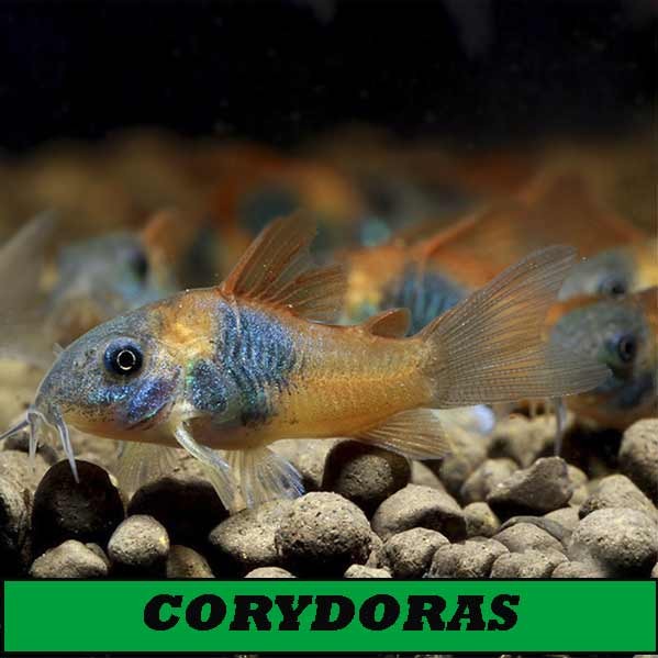 Corydoras