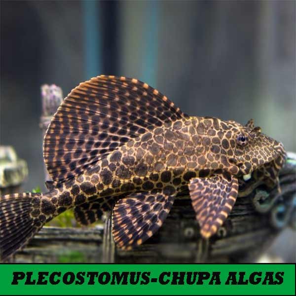 Plecostomus y chupa algas