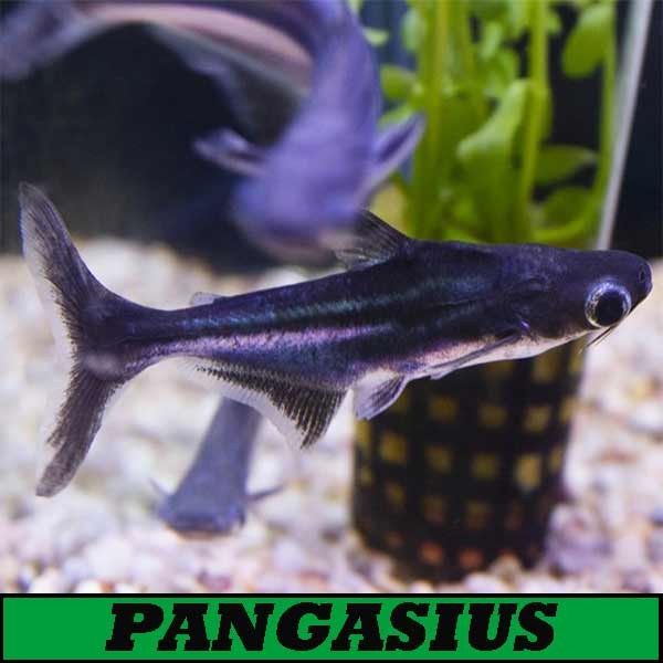 Pangasius