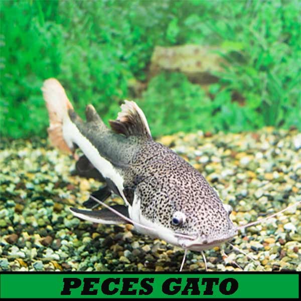 Peces gato