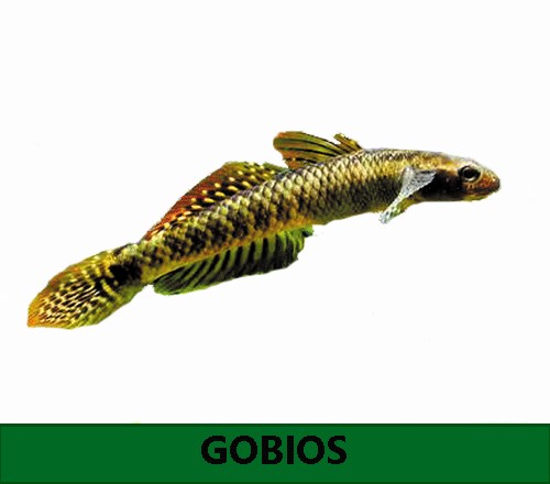 Gobios