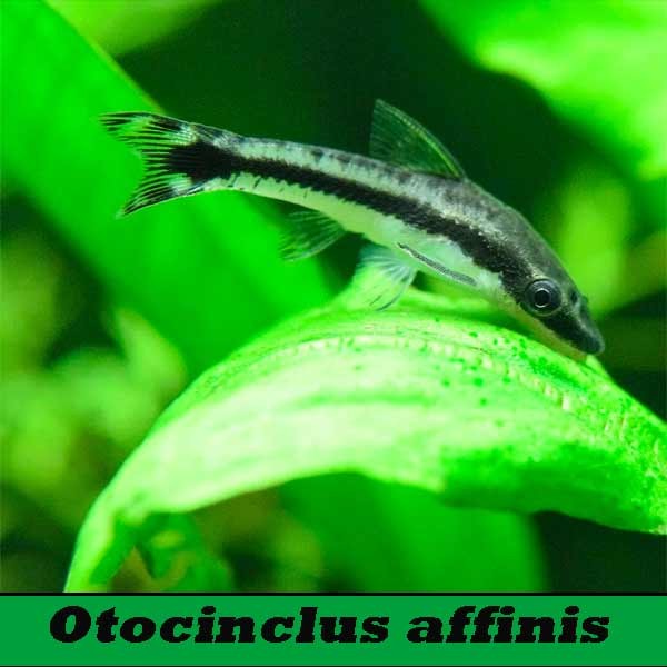 Otocinclus affinis