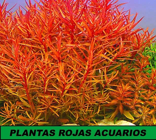 Plantas rojas