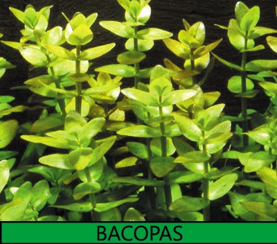 Bacopa