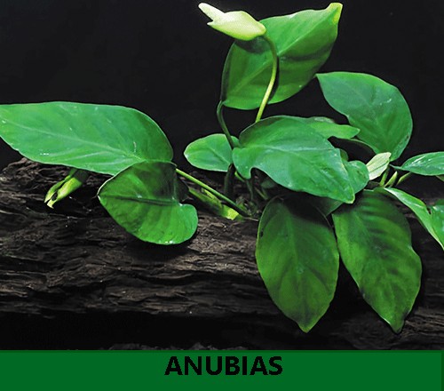 Anubias