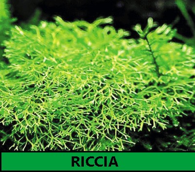 Riccia