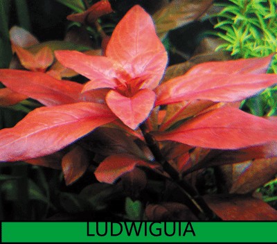 Ludwigia