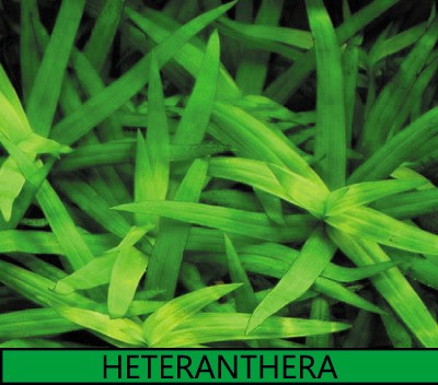 Heteranthera