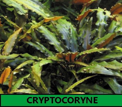 Cryptocorine