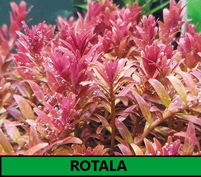 Rotala